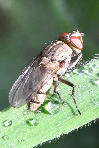 Leucophora sp.